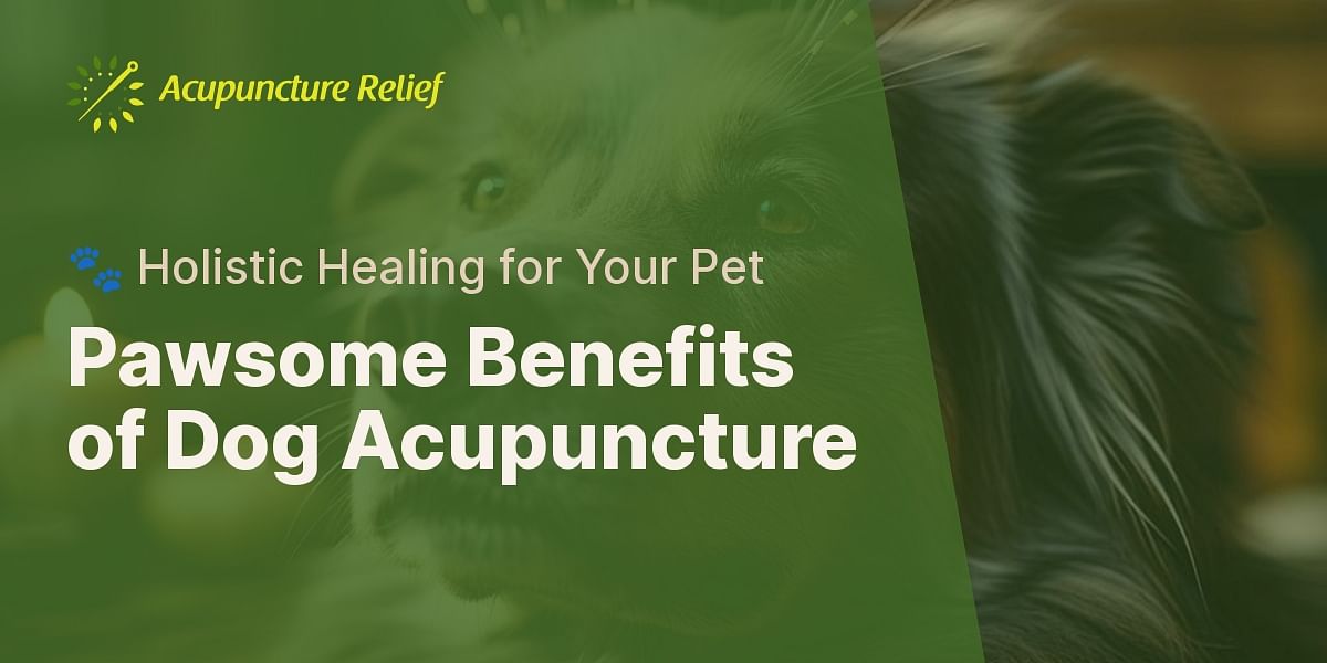 A Deep Dive into Acupuncture for Dogs Advantages and Precautions