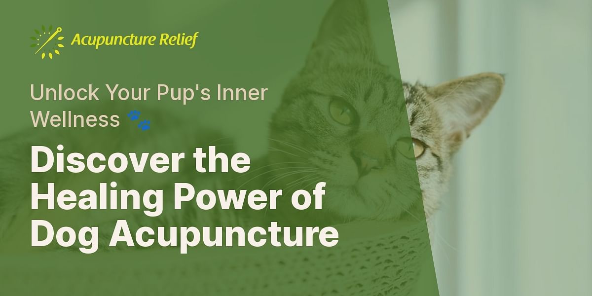Your Dog's Acupuncture Journey A StepbyStep Guide Acupuncture Relief